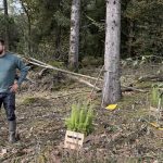 Jeunes plantations en forêt