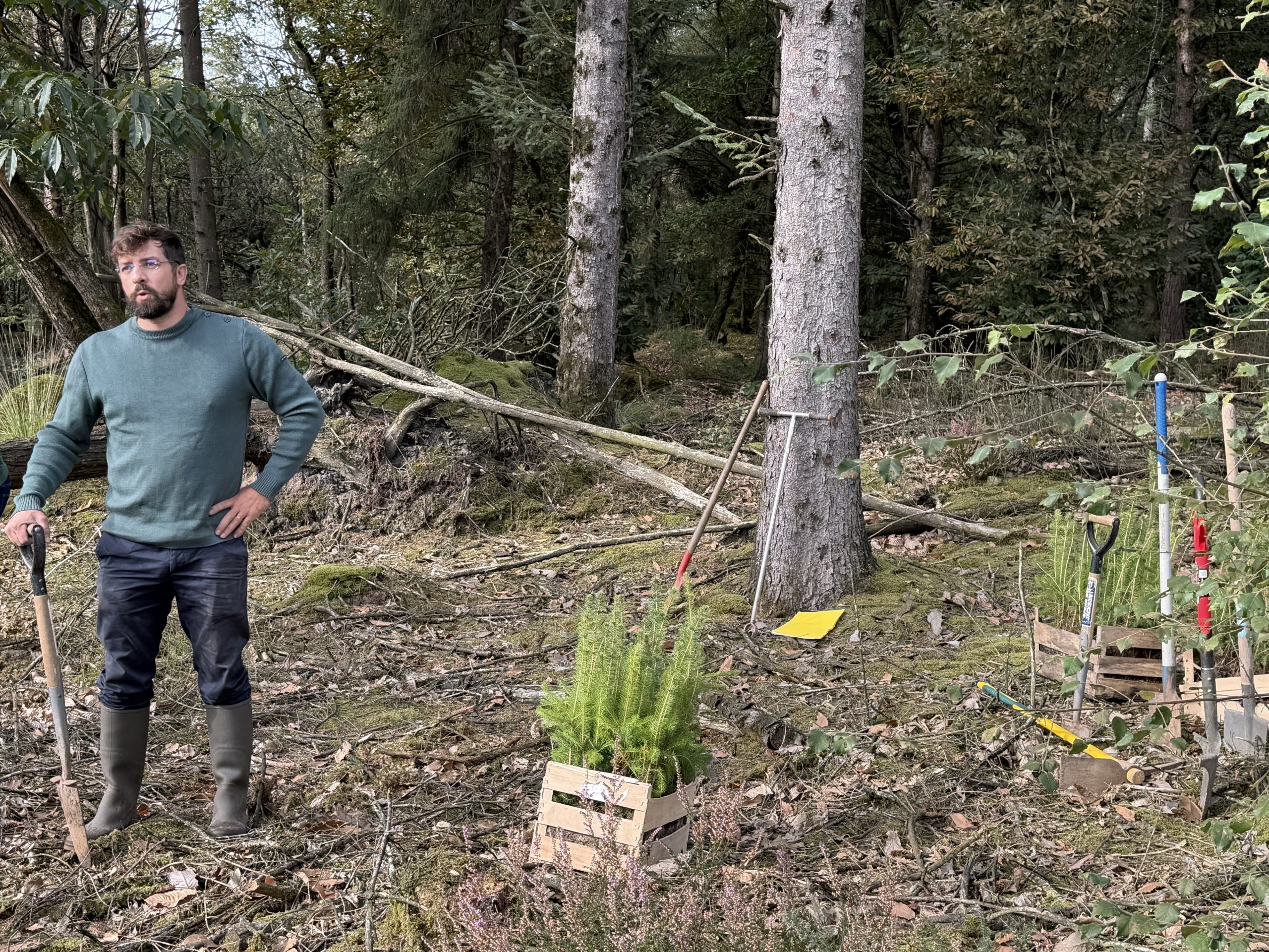 Jeunes plantations en forêt
