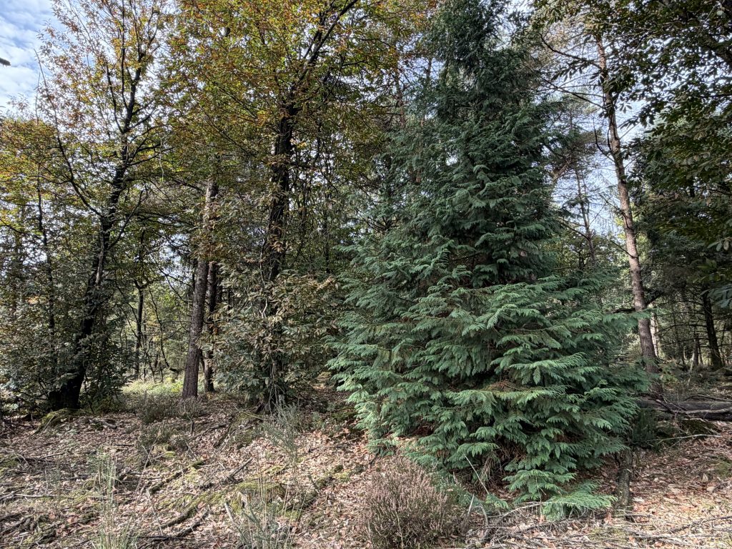 Forêt de Launay Guen - Côtes d'Armor