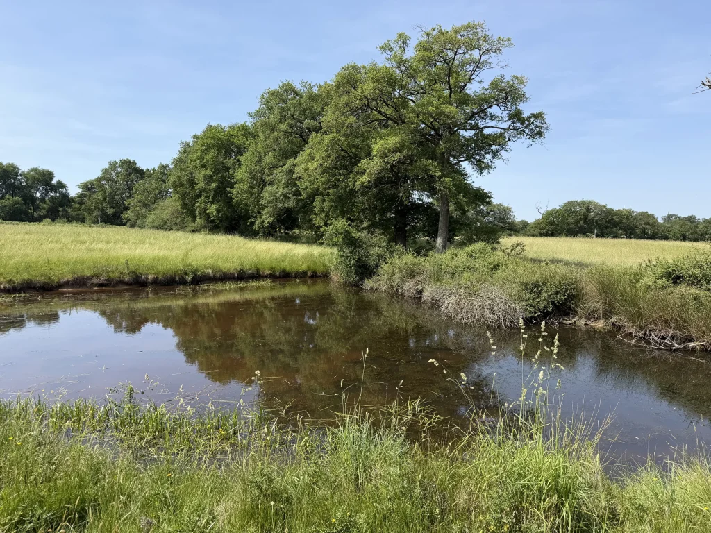 Forêt gérée par EcoTree dans le Limousin
