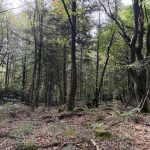 Forêt EcoTree
