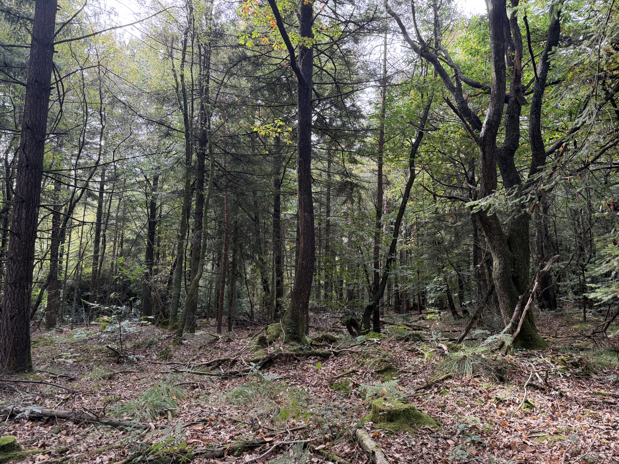 Forêt EcoTree