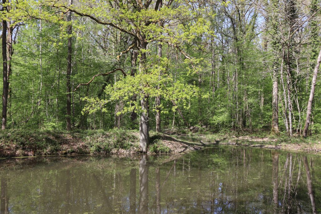 Biodiversité forestière