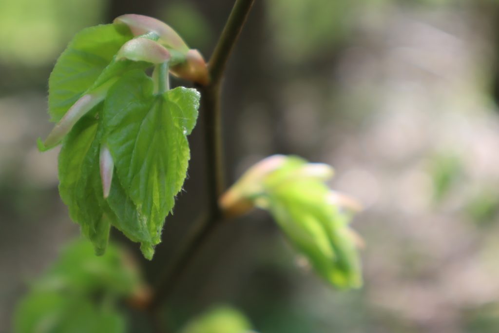 Jeunes feuilles d'arbres